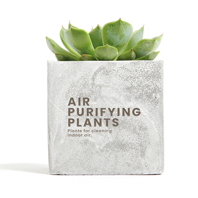 Image of Plant in Concrete Pot