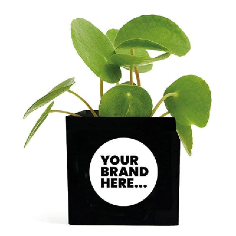 Image of Aluminium Plant Pot
